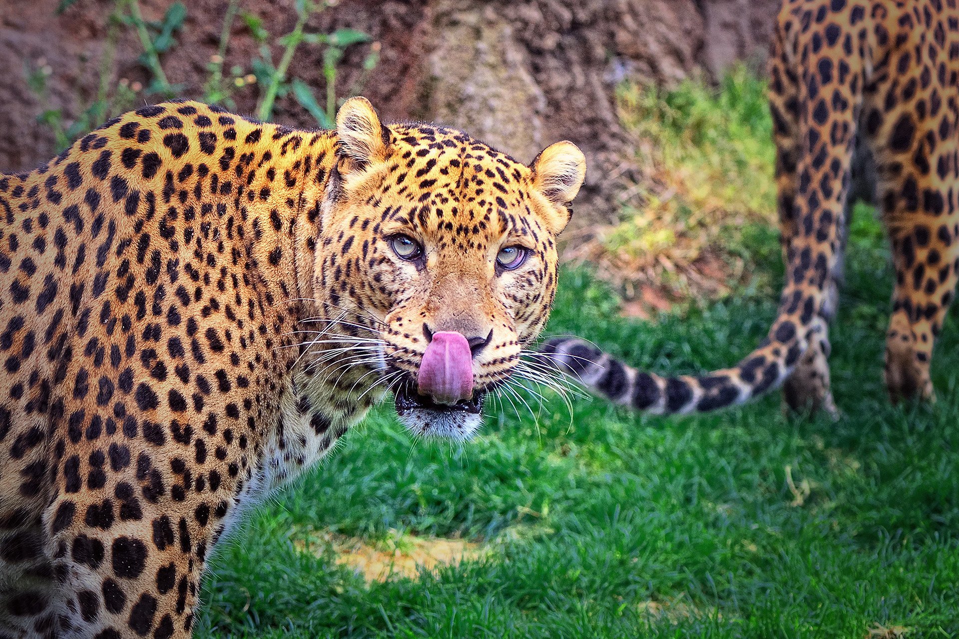 leopar duvar kağıdı