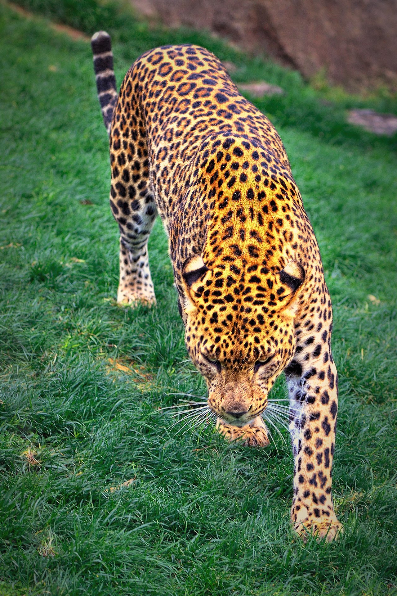 leopar fotoğrafı