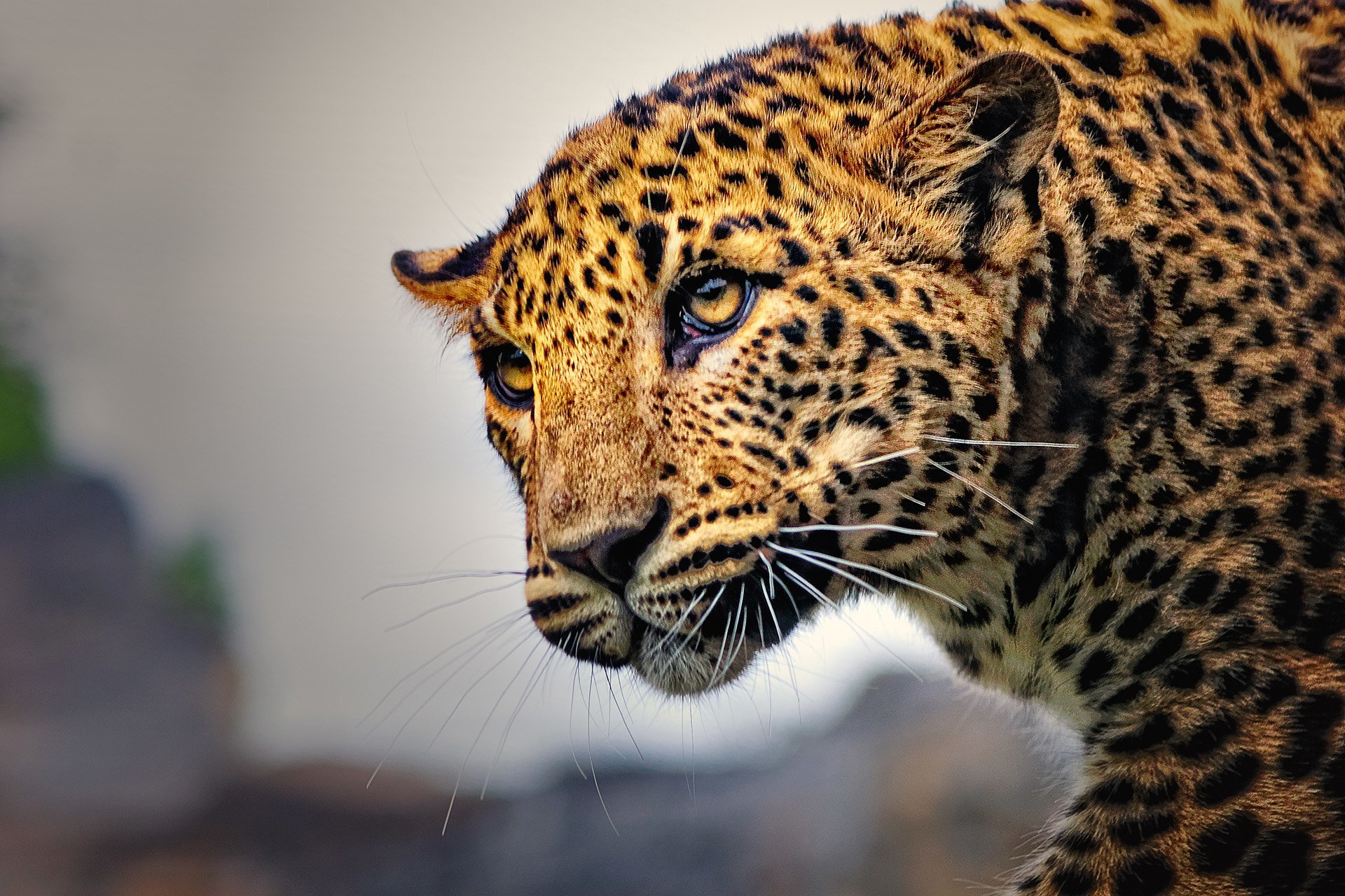 leopar görüntüsü