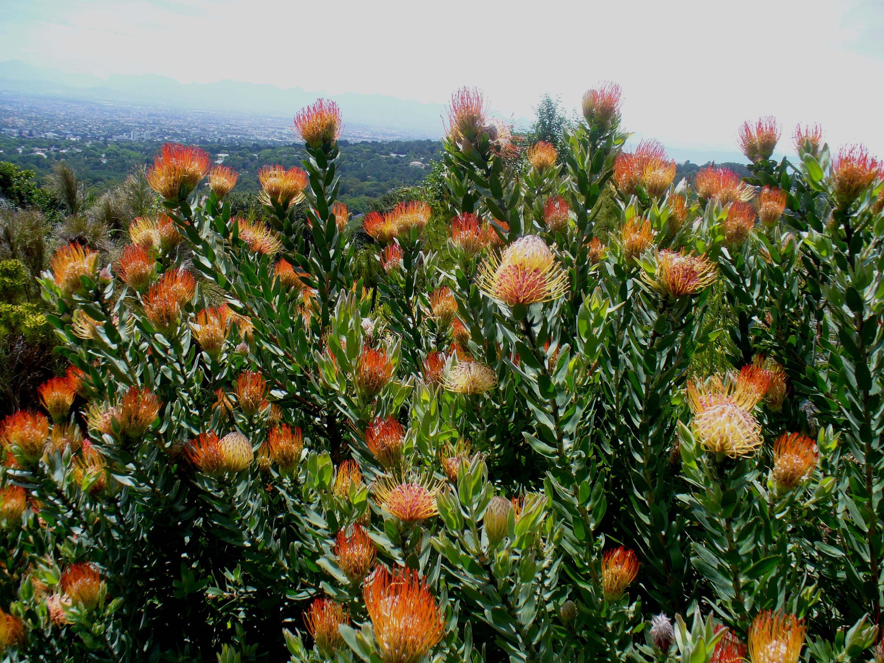leucospermum_gueinzii-1300997625
