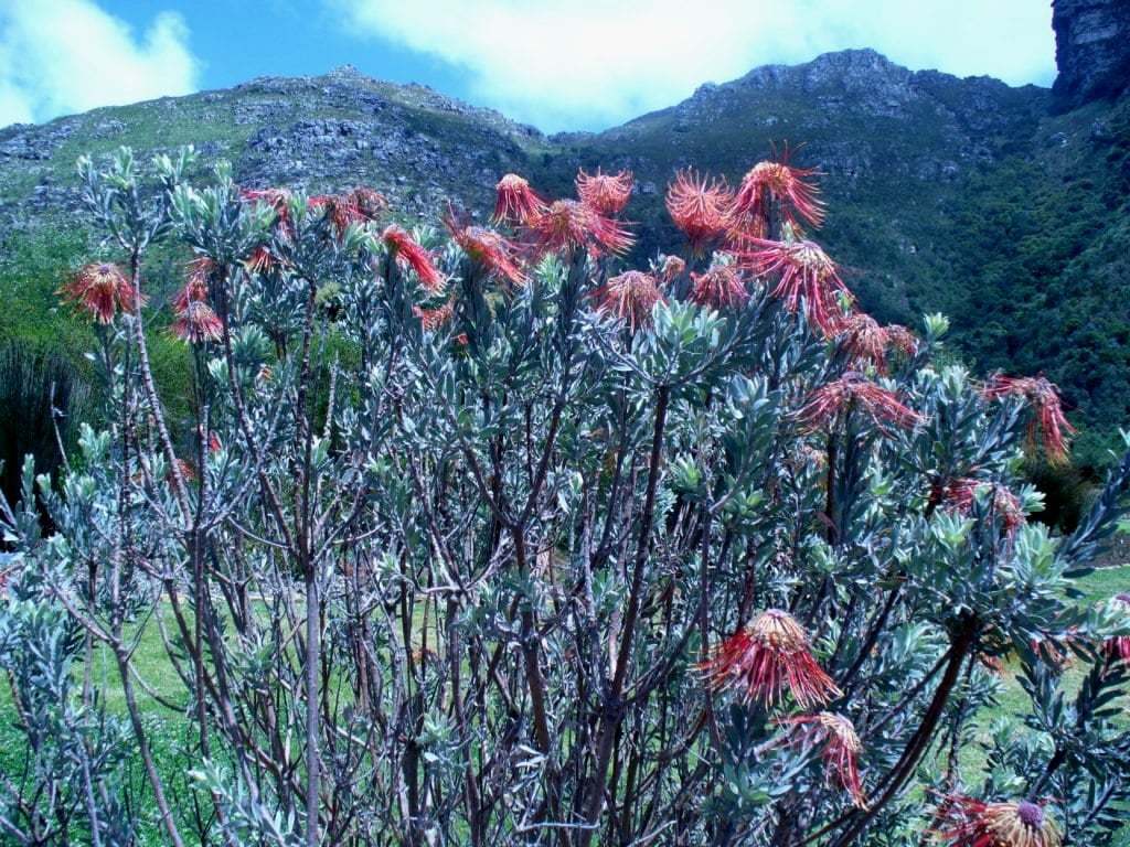 leucospermum_reflexum_bush_-1300997421