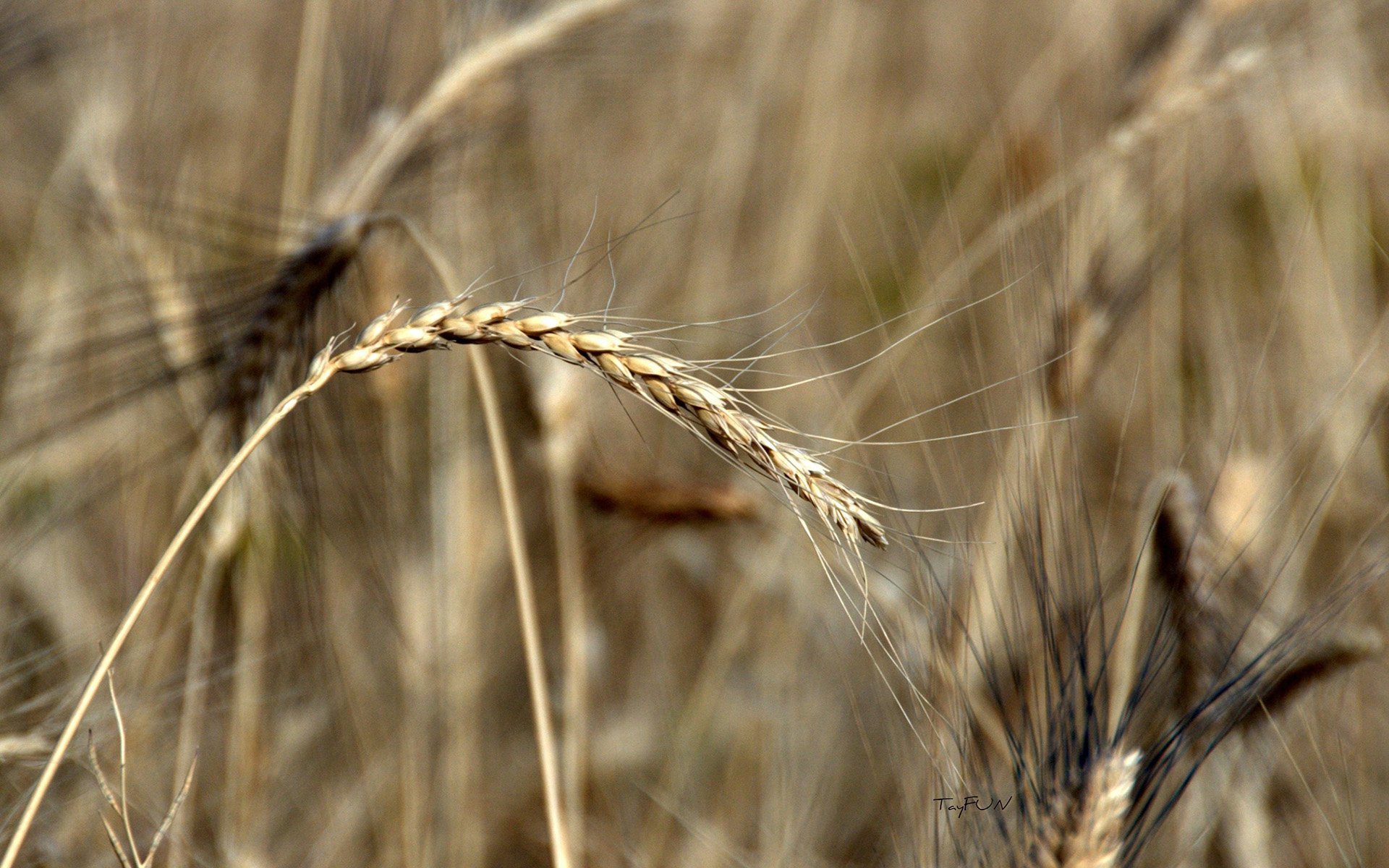 makro buğday