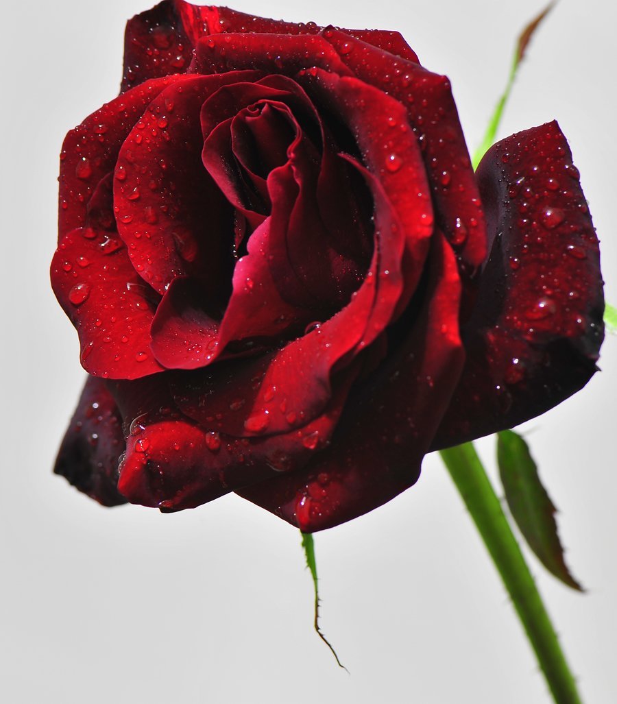 makro kırmızı gül