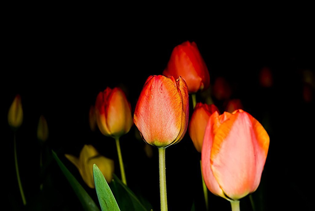 makro lâle resimleri