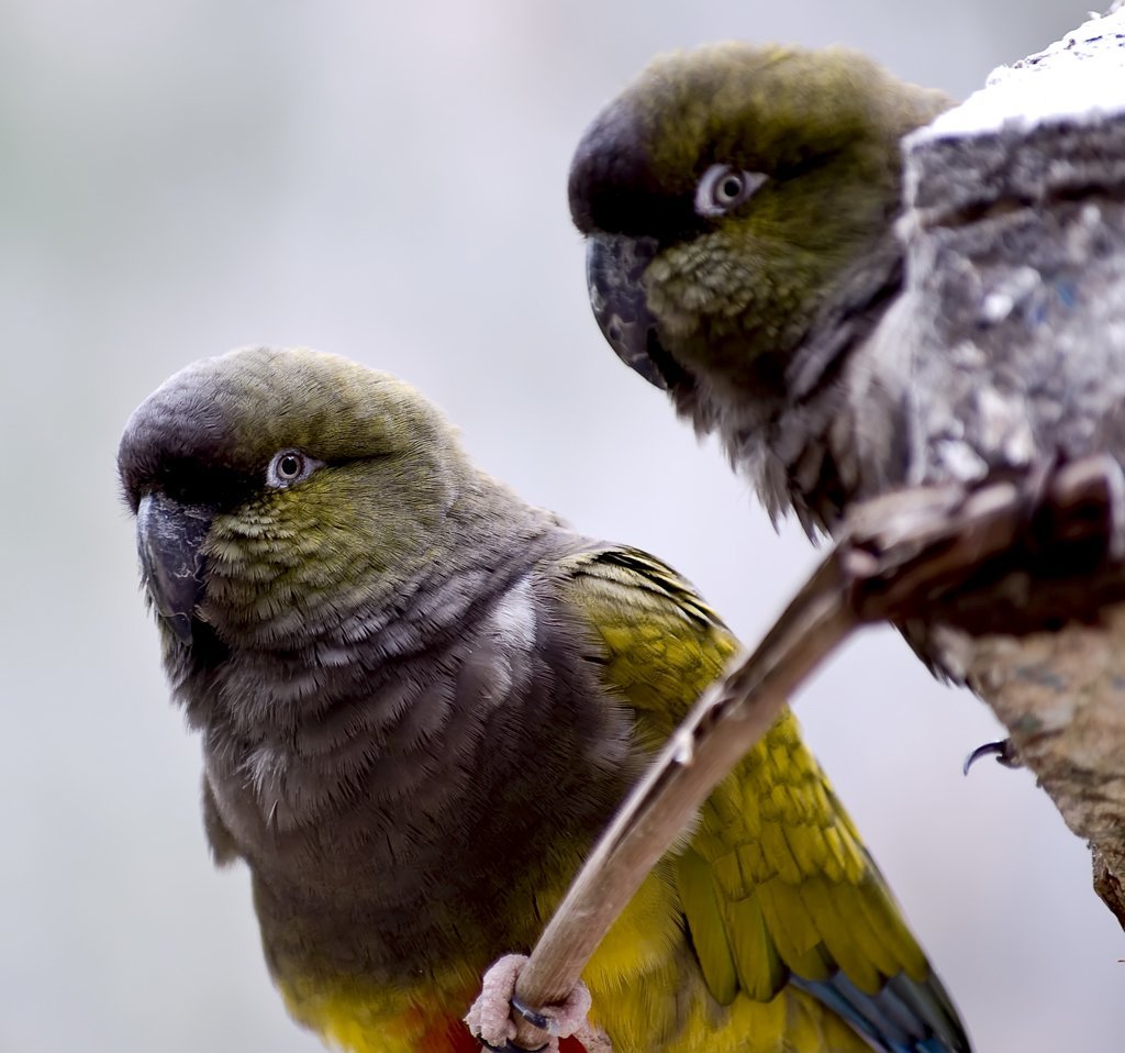 makro papağan resimleri