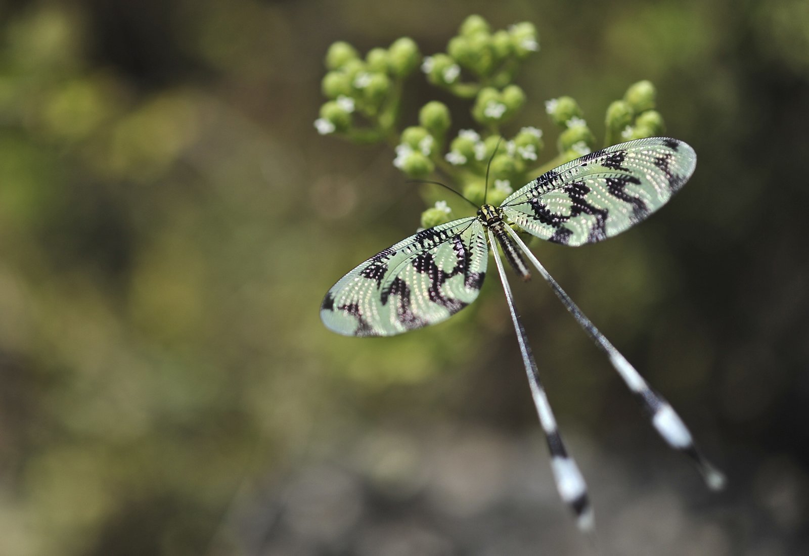 makro yeşil siyah kelebek