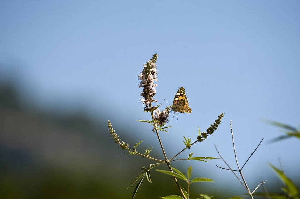 makro çekim kelebek fotoğrafları