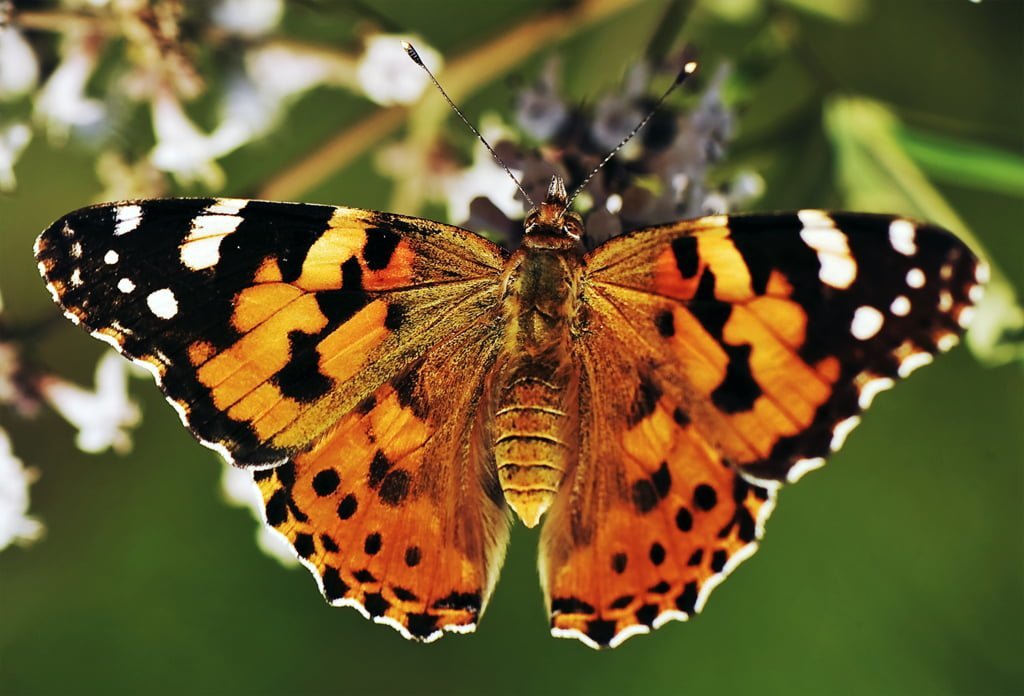 makro çekim kelebek resimleri