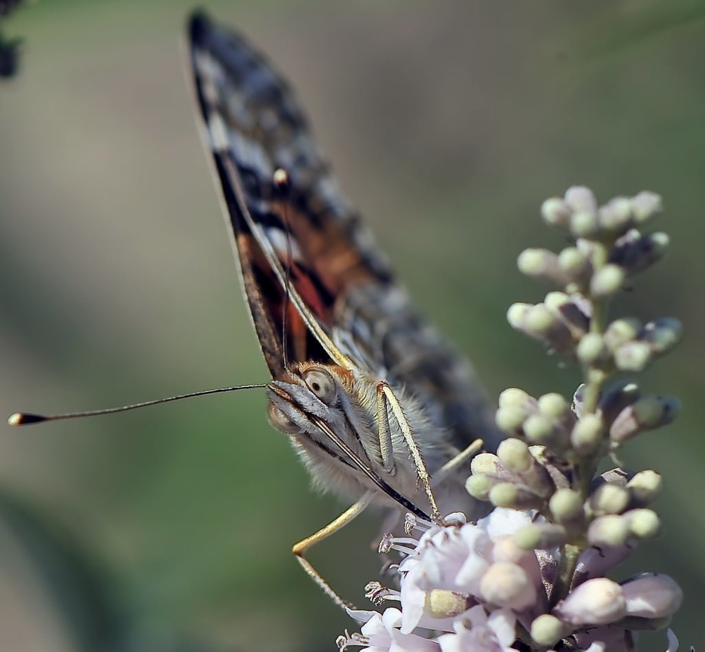 makro çekim kelebek