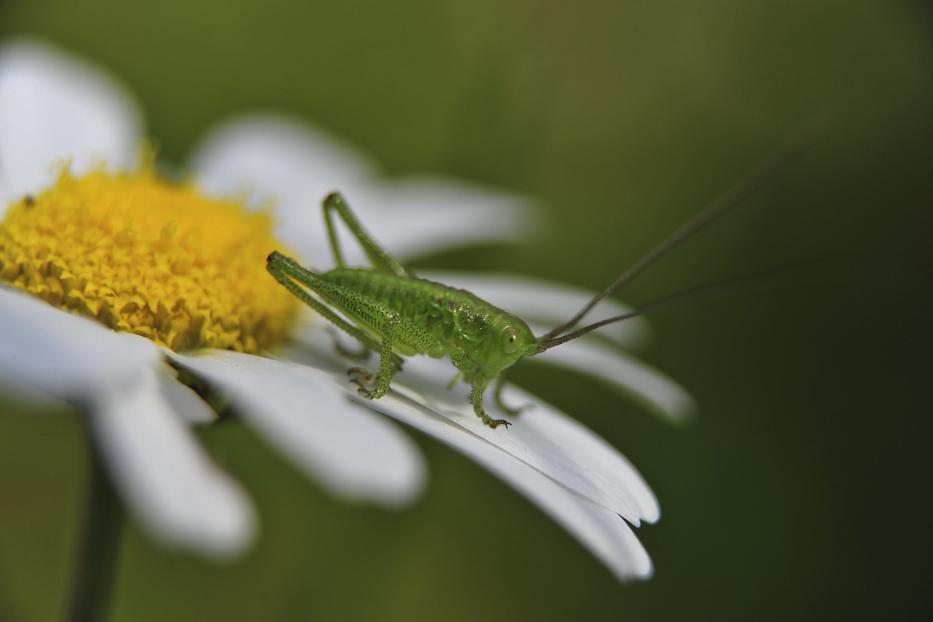 makro çekirge görüntüsü