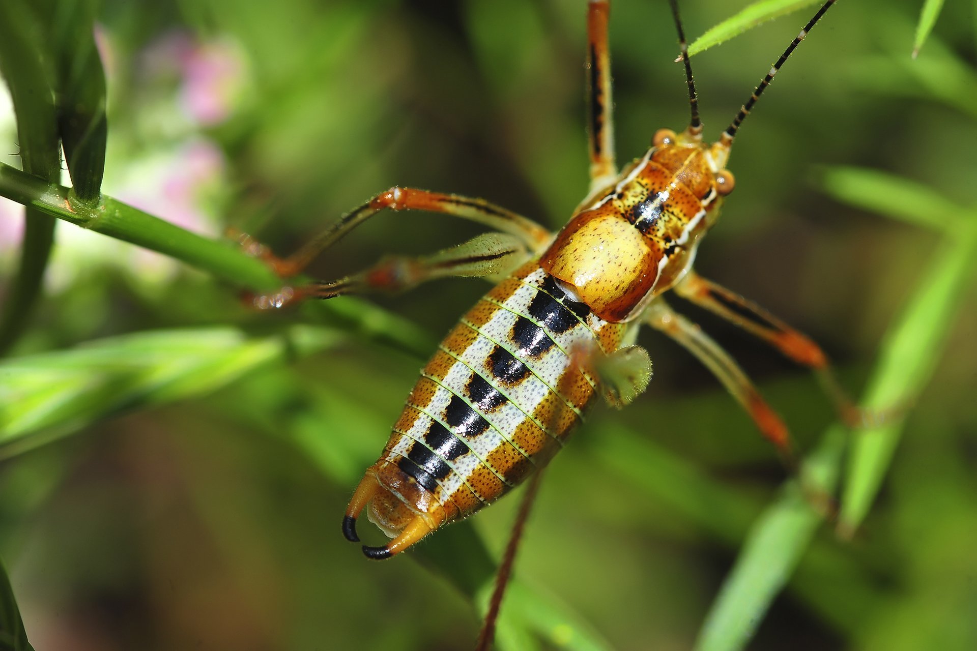 makro çekirge resimleri
