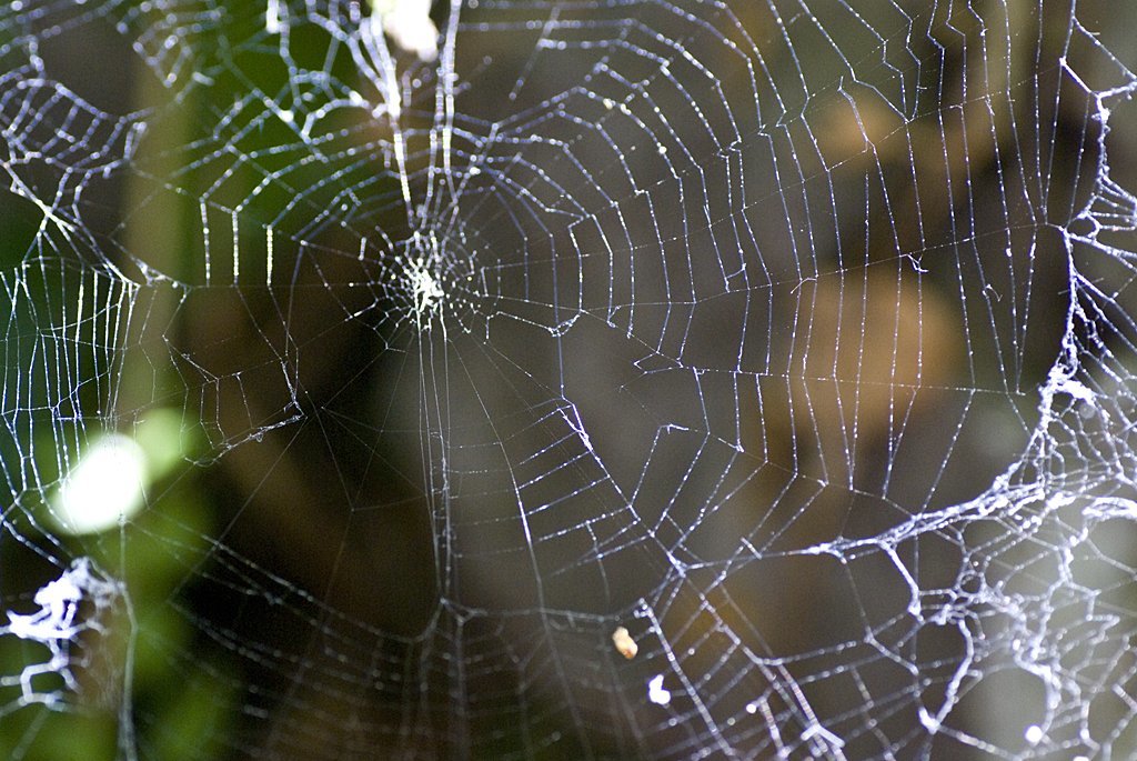 makro örümcek ağı