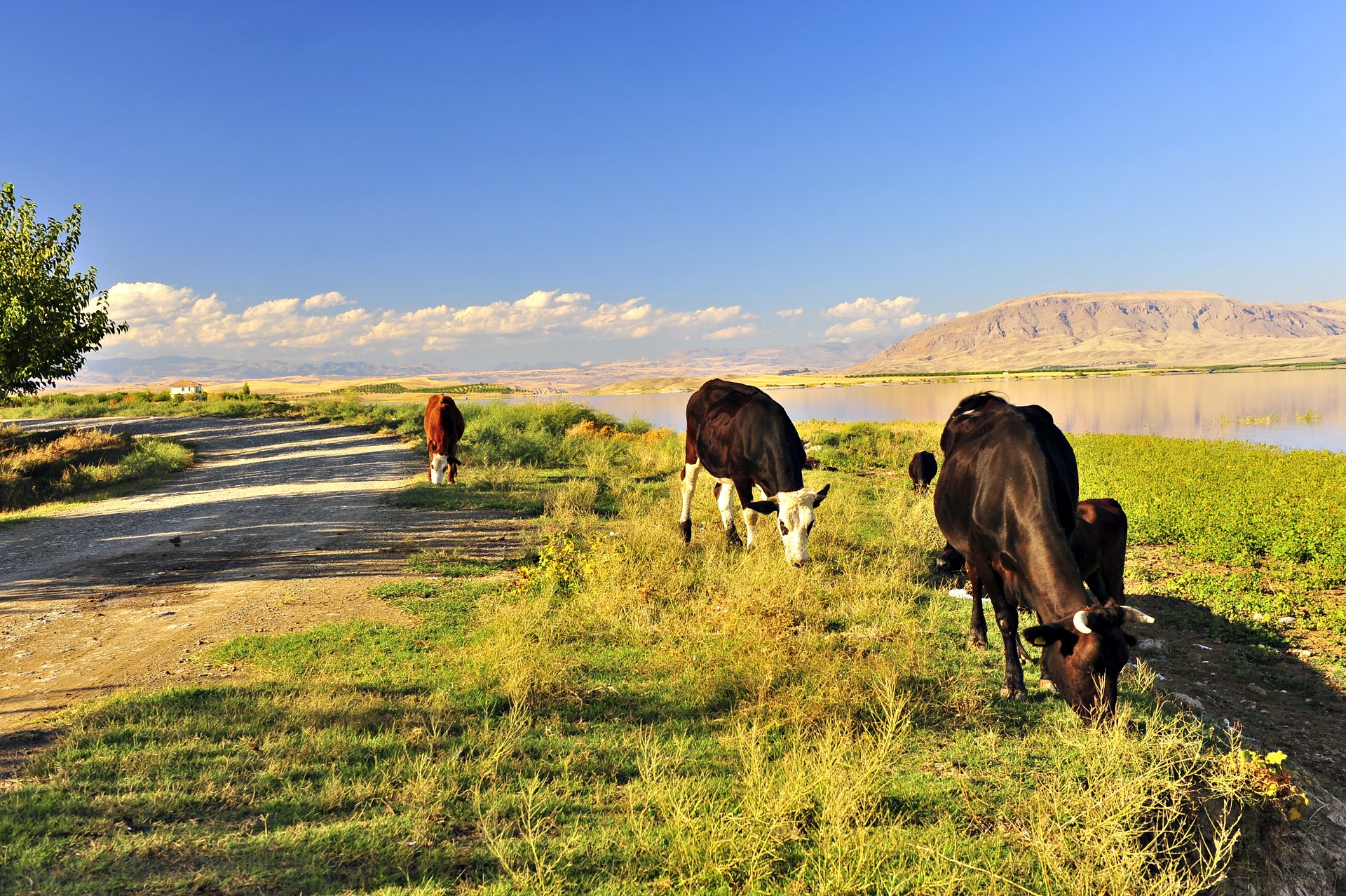 malatya resimleri - 3