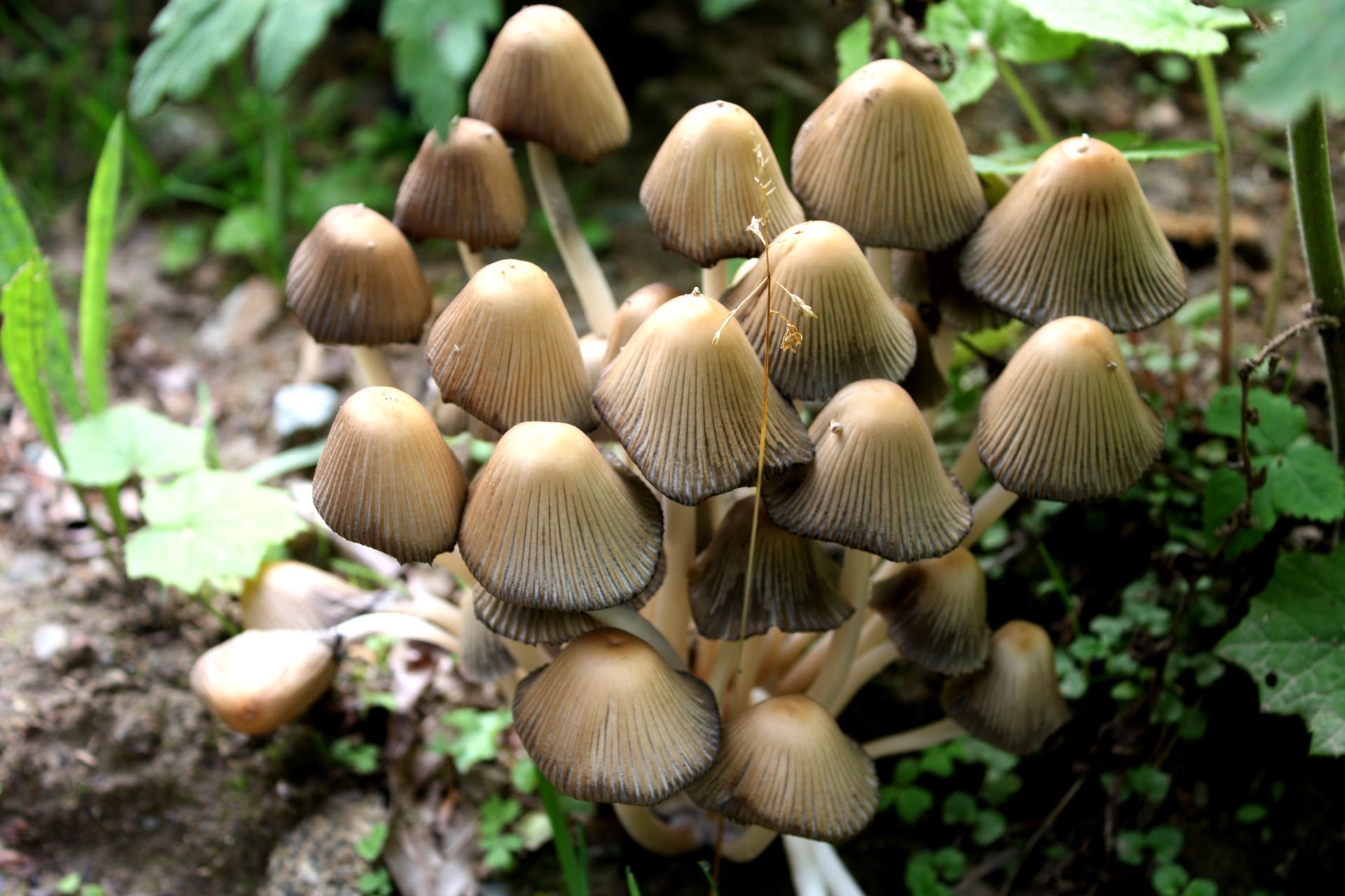 mantar fotoğrafları