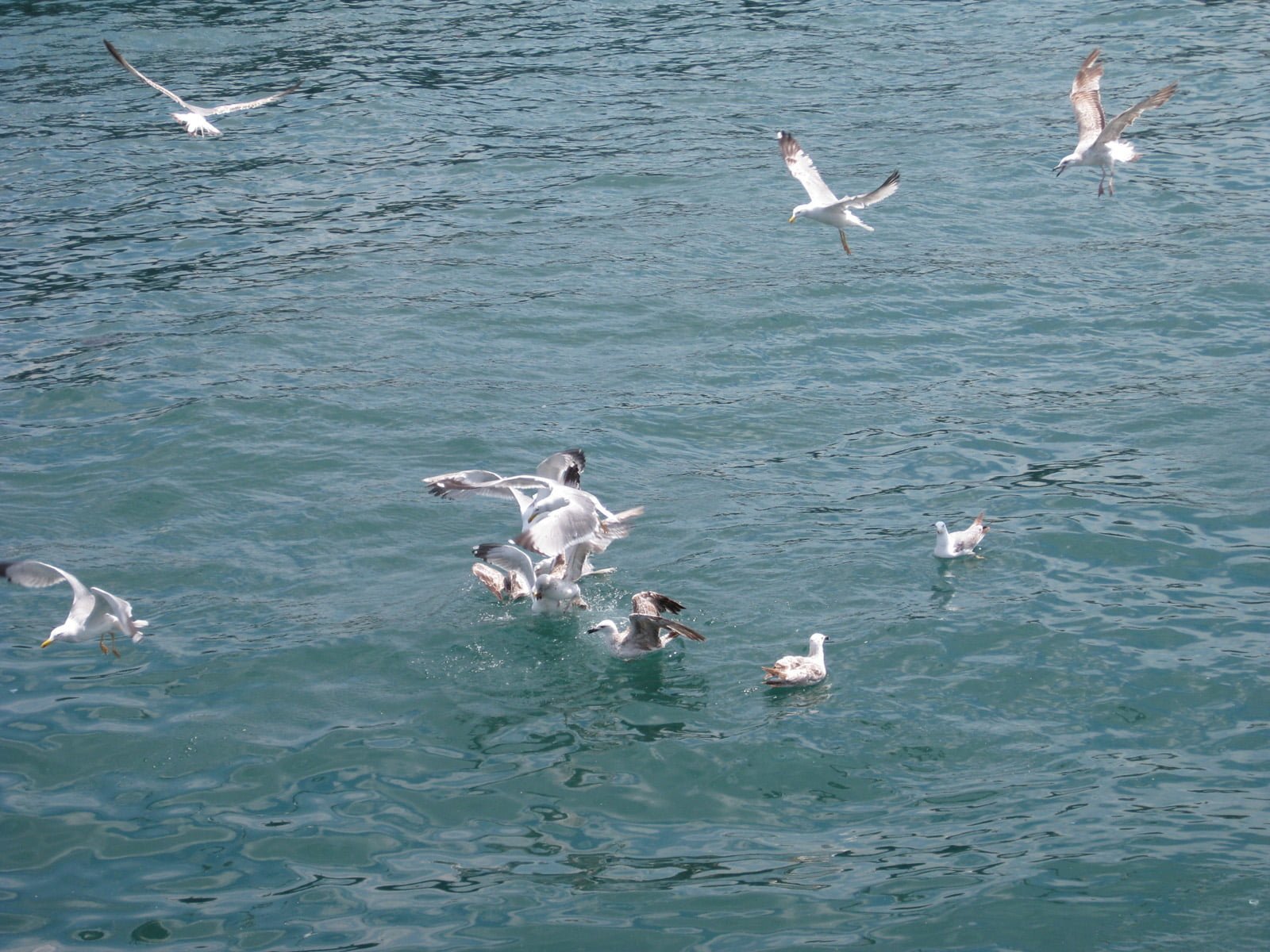 martı görüntüleri