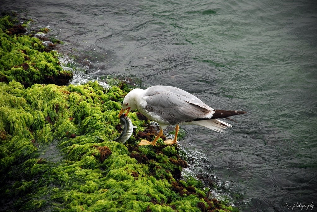 martı resimleri - 3