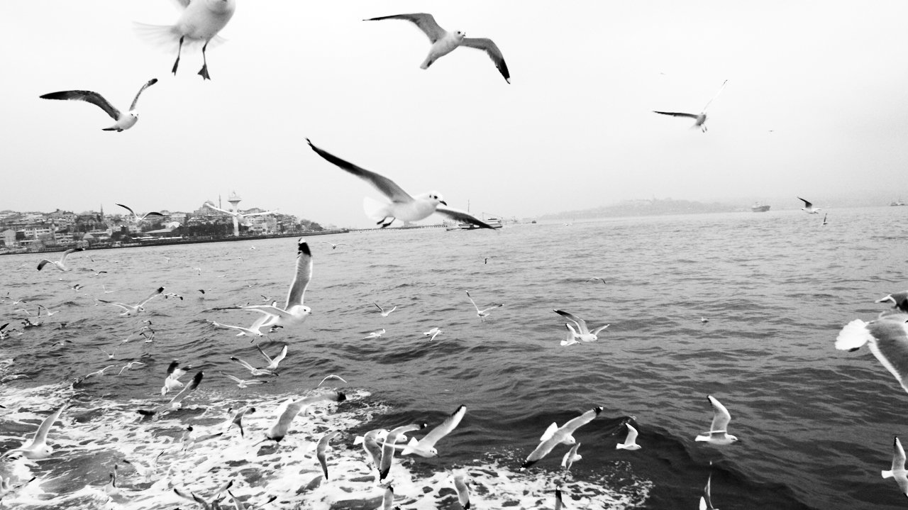 martı resimleri - 4