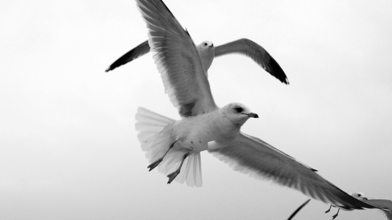 martı resimleri - 5