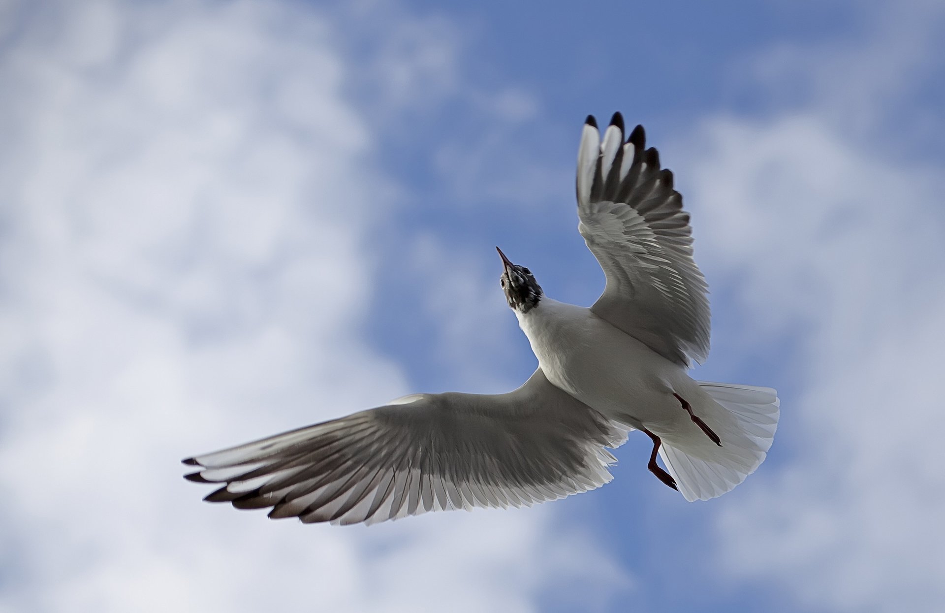 martı resimleri - 6