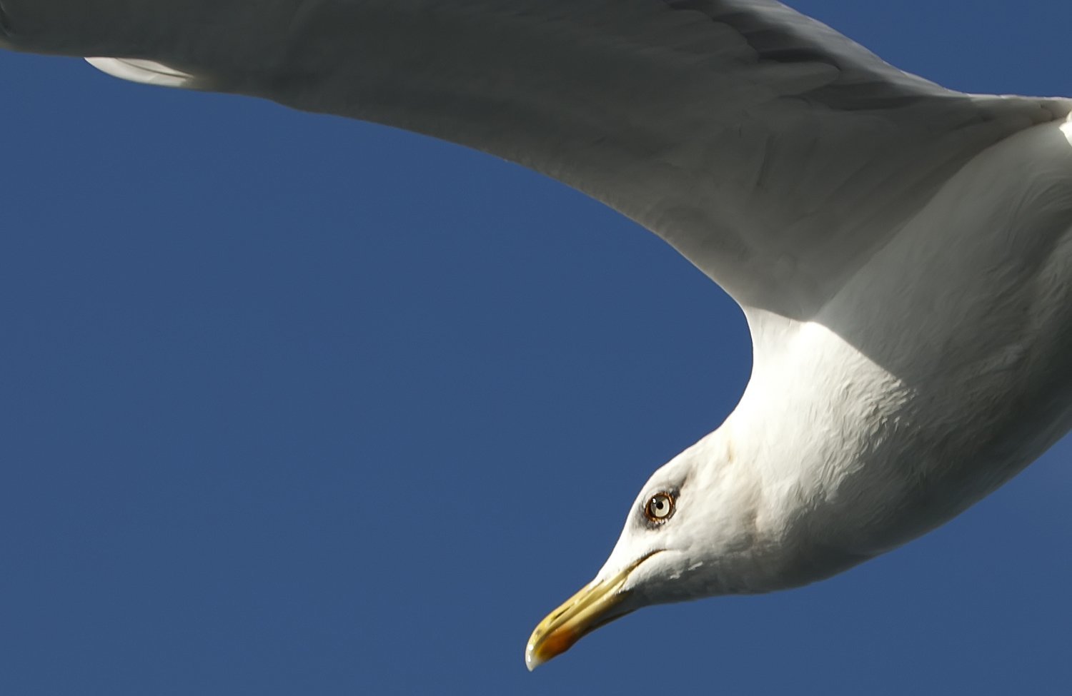 martı resimleri - 7