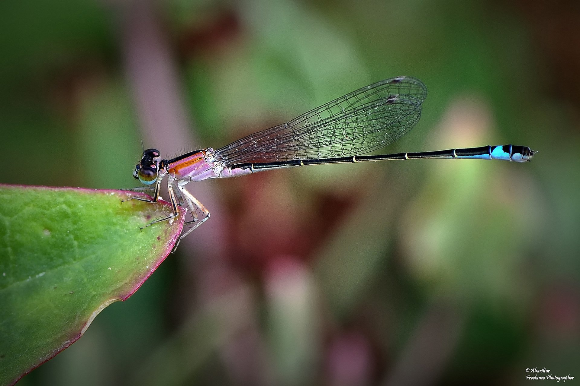 mavi kuyruklu çekirge
