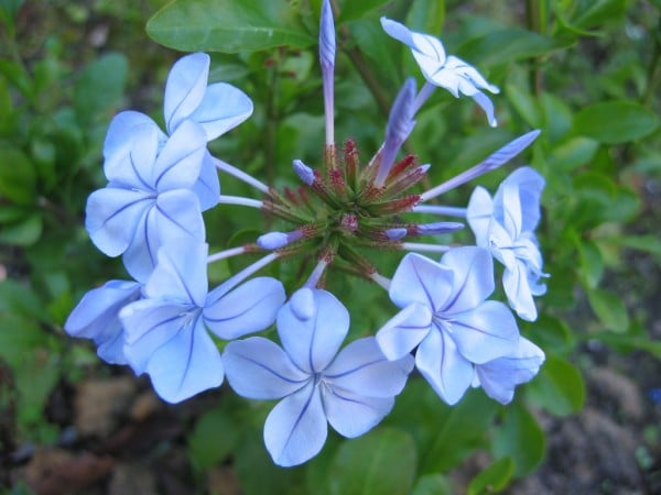 mavi çiçek fotoğrafı