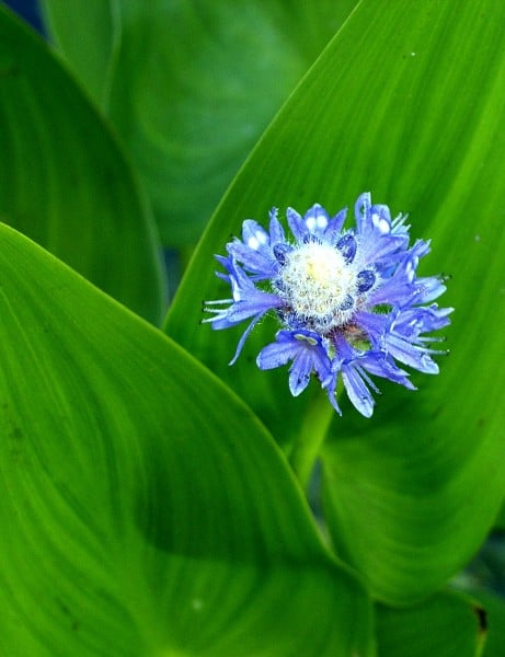 mavi çiçek görüntüsü