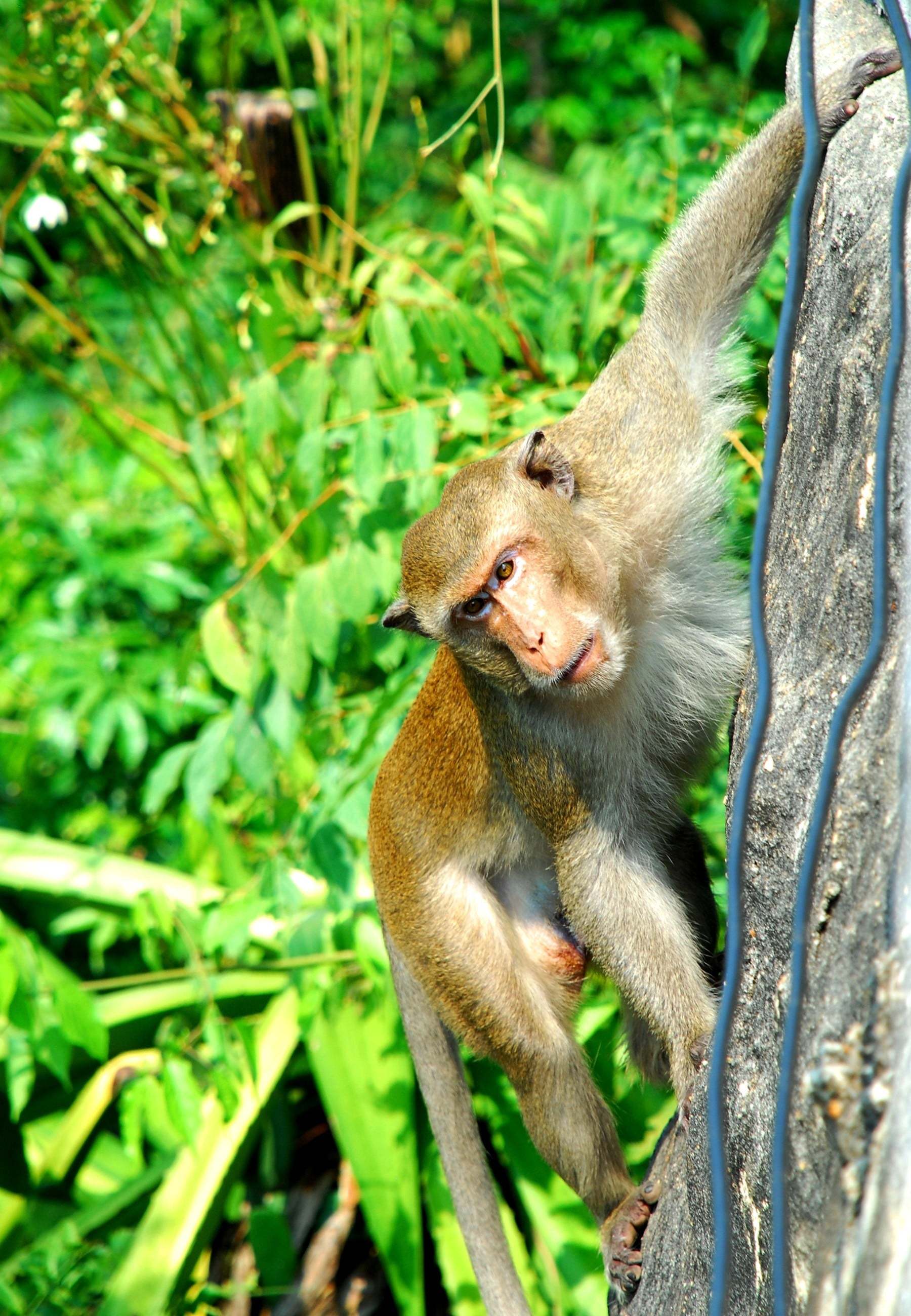 maymun fotoğrafları - 2