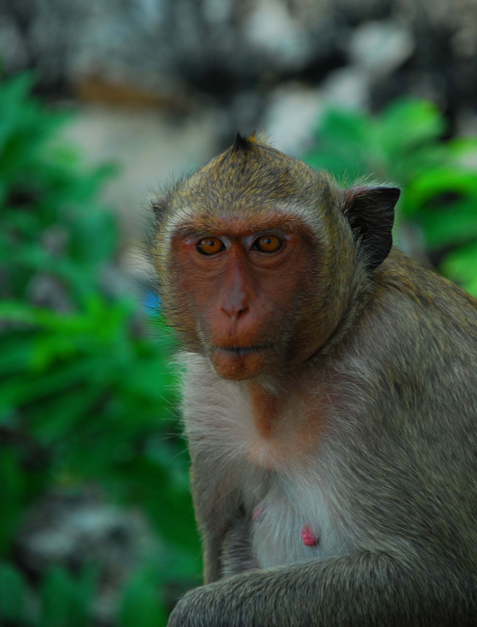 maymun fotoğrafları - 3