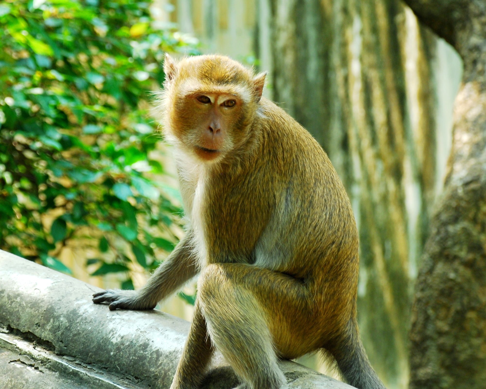 maymun fotoğrafları