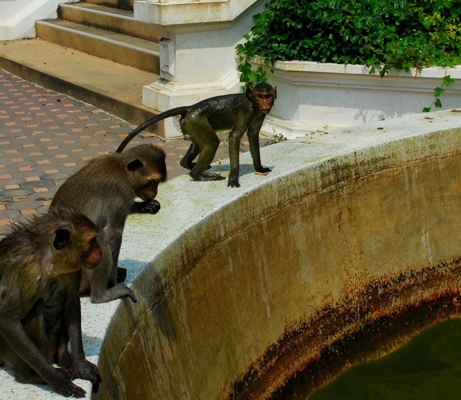 maymun görüntüleri