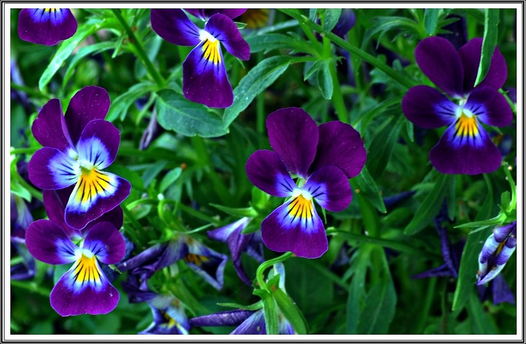 menekşe fotoğrafları