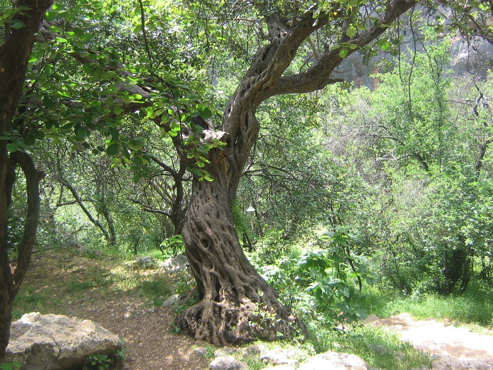 mersinden bir görünüm