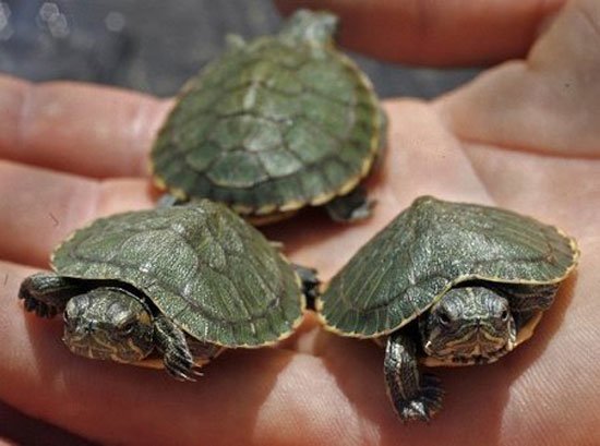 su kaplumbağaları