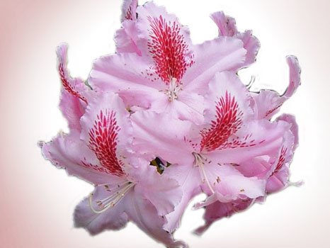 monaroza çiçeği