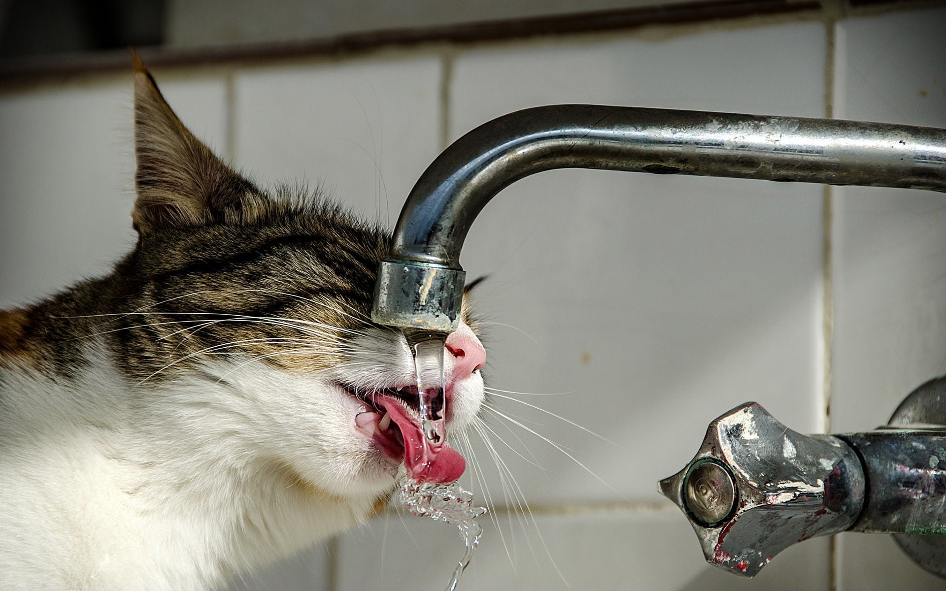 musluktan su içen kedi