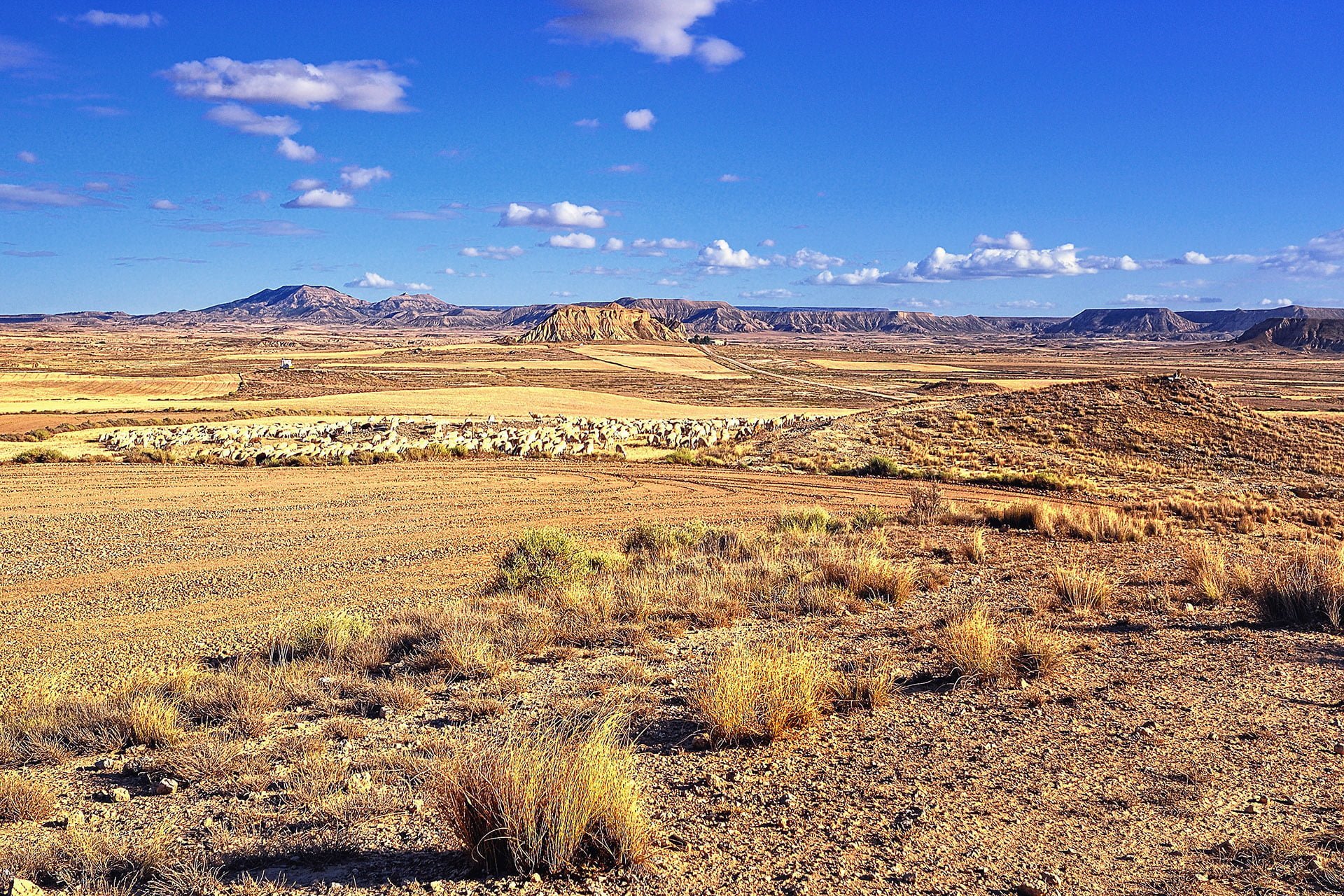 navarra arazi ve koyunlar