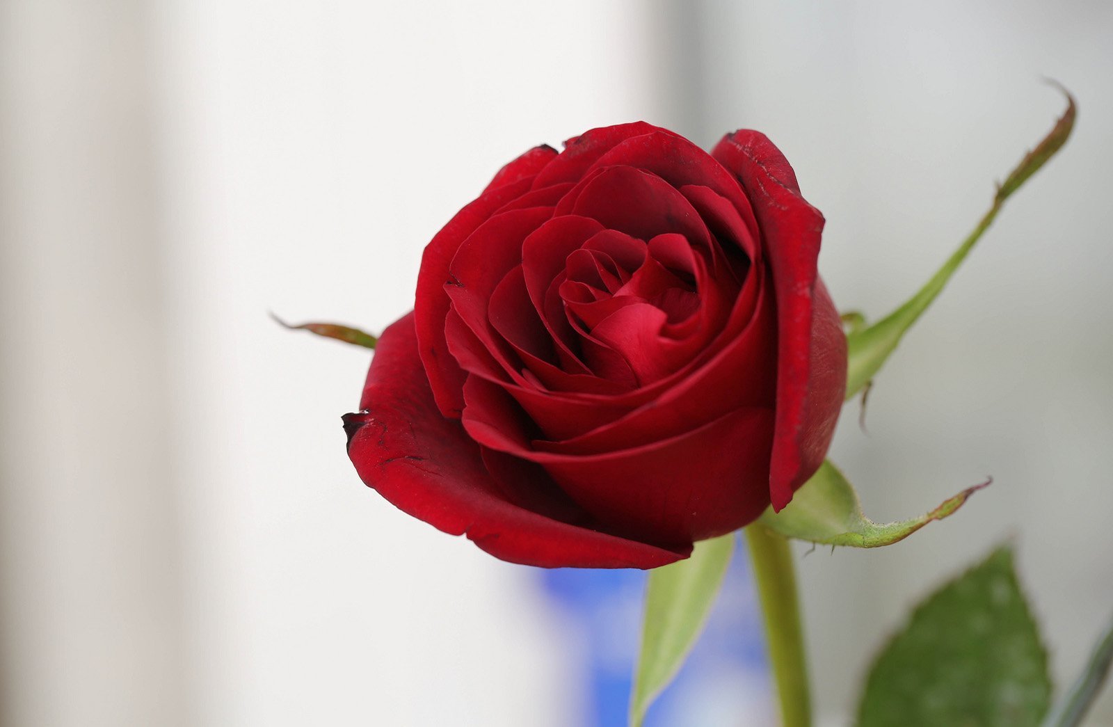 nefis kırmızı gül