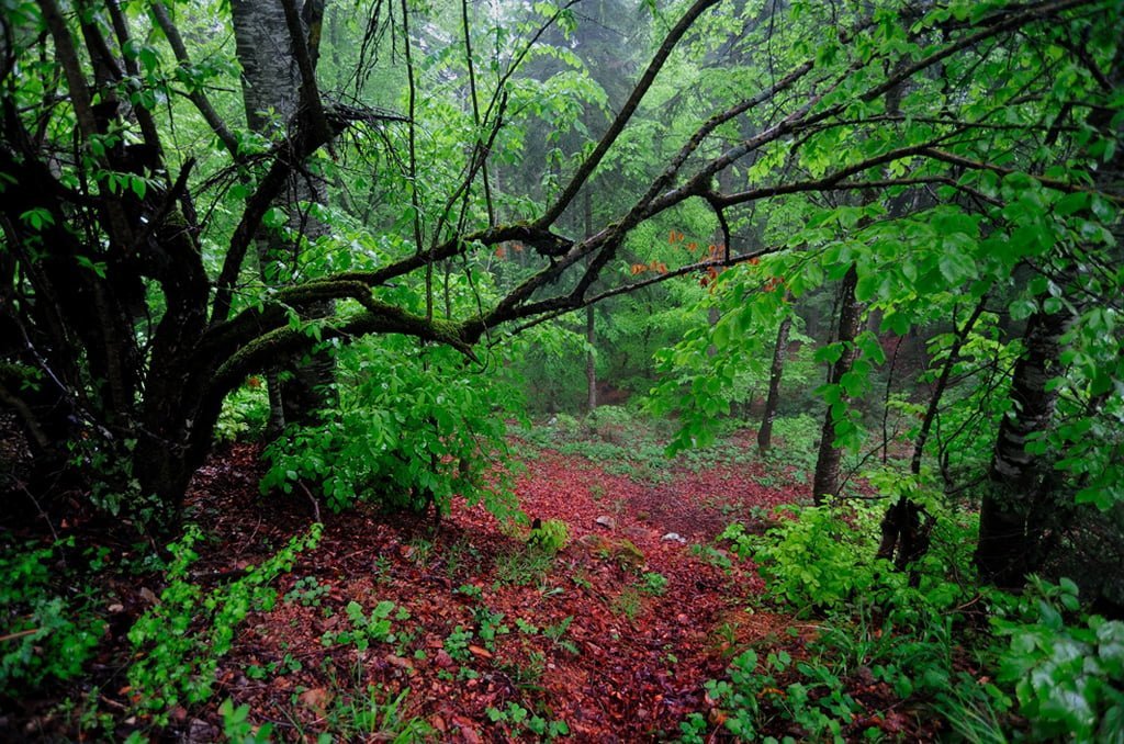 orman fotoğrafları