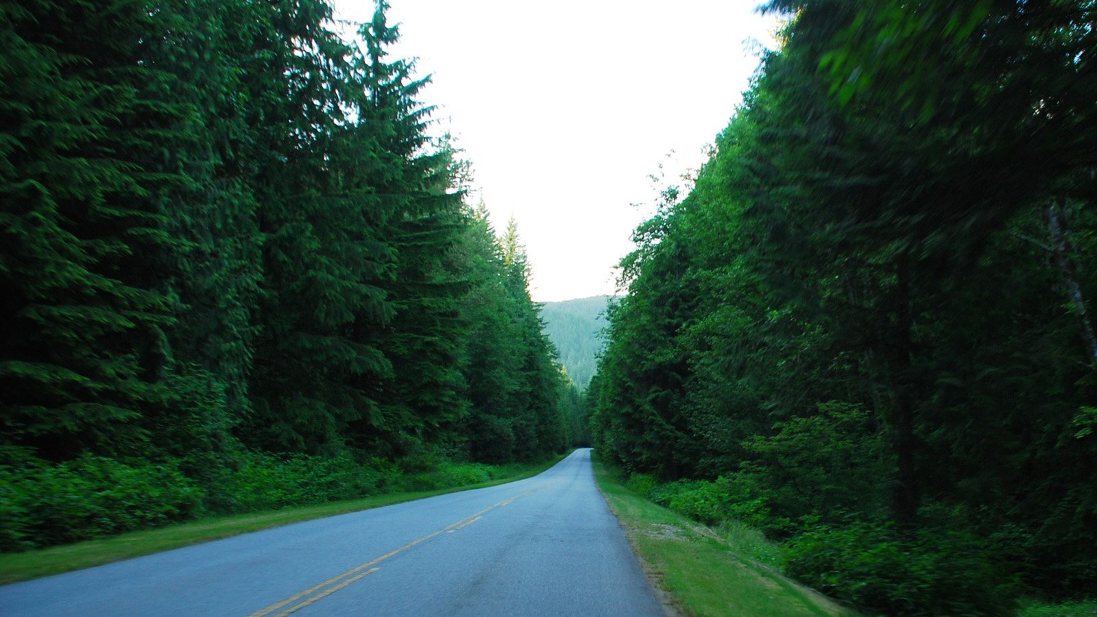 ormanlı yol