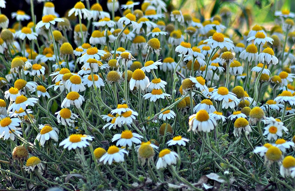 papatya fotoğrafları