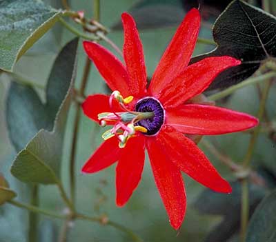 passiflora çiçeği