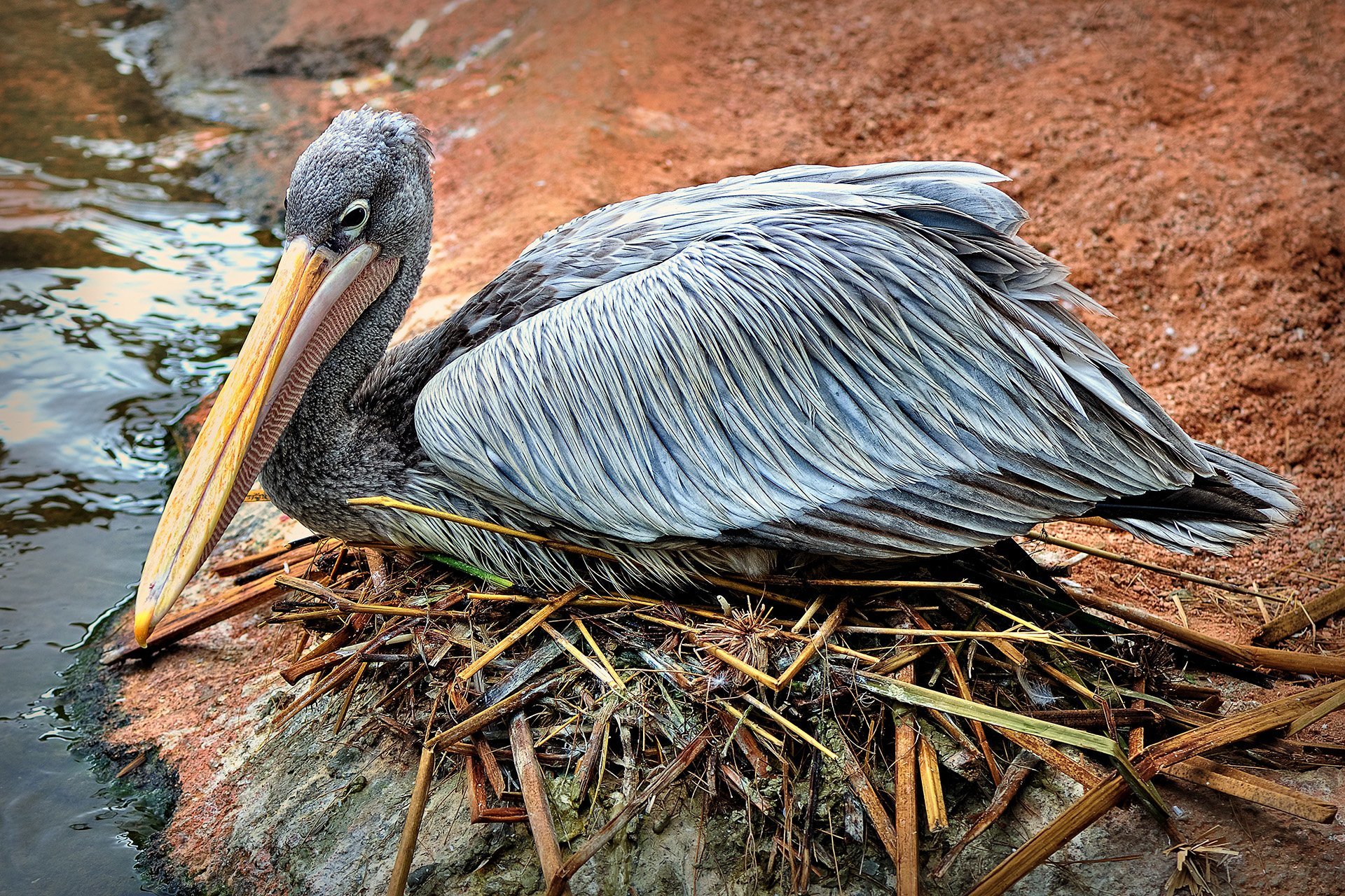 pelikan görüntüleri