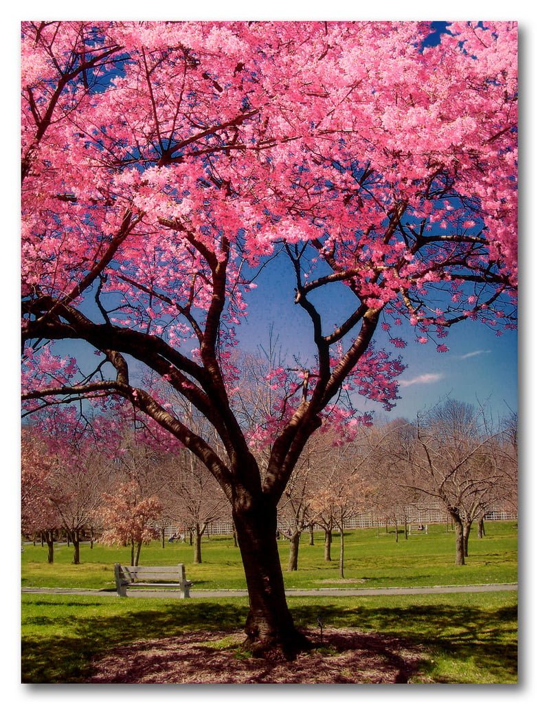 pembe-cicekli-agaclar-2-1338464431