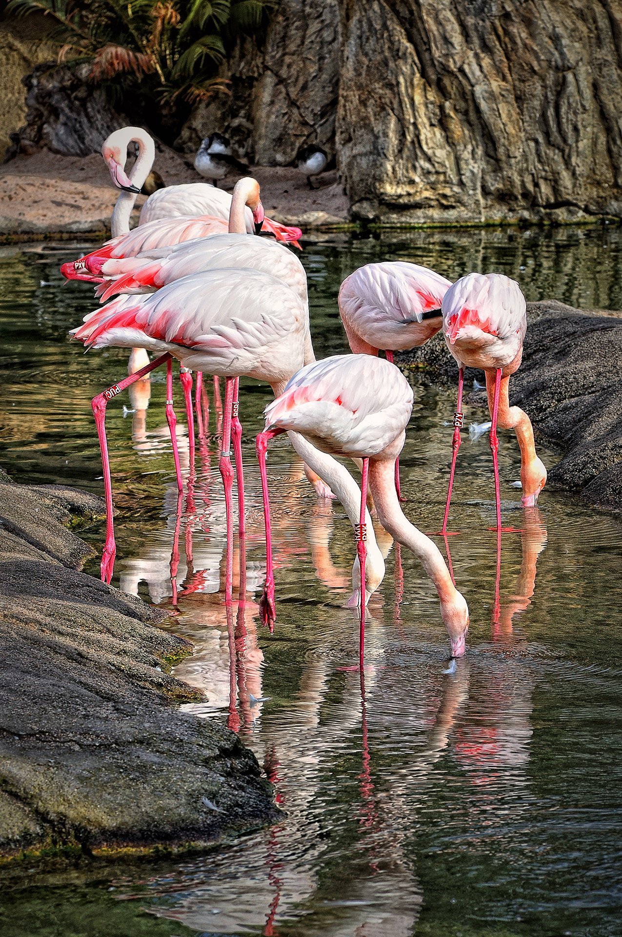 pembe flamingolar