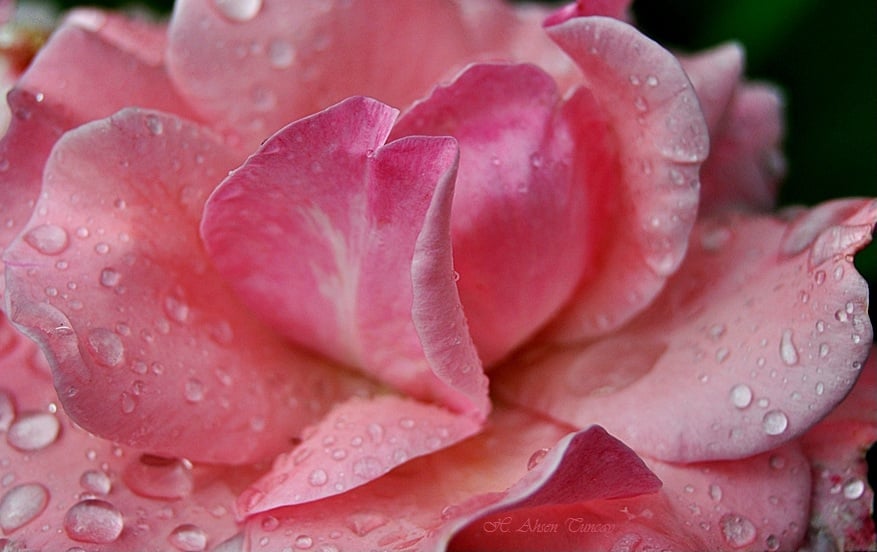 pembe gül fotoğrafları