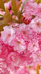 pembe japon sakura çiçeği  1080x1920