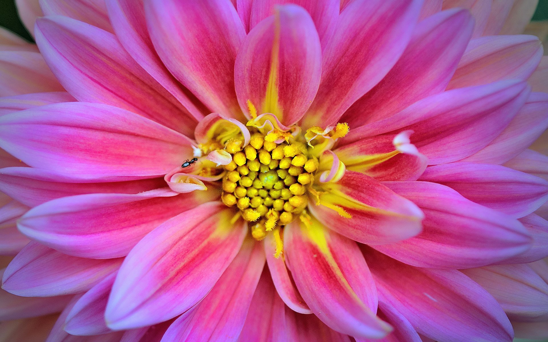 pembe yıldız çiçeği