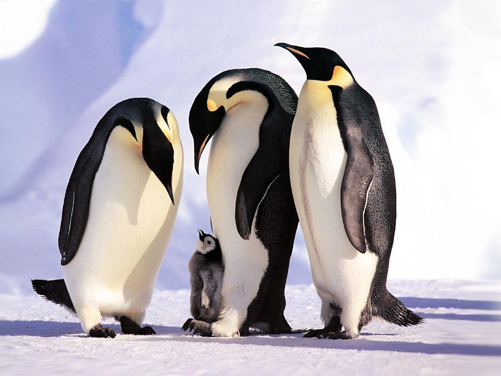 penguen-ailesi-1299947176