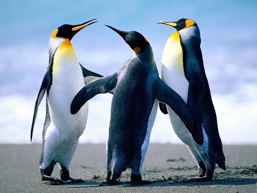 penguins-1305993066